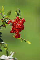 06-8320 Rowan Tree Berries (Sorbus aucuparia)